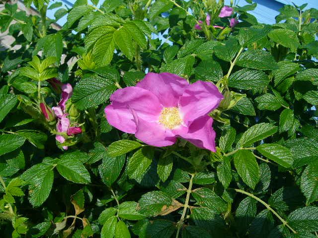 ハーブの寄せ植えと赤ちゃんバラ