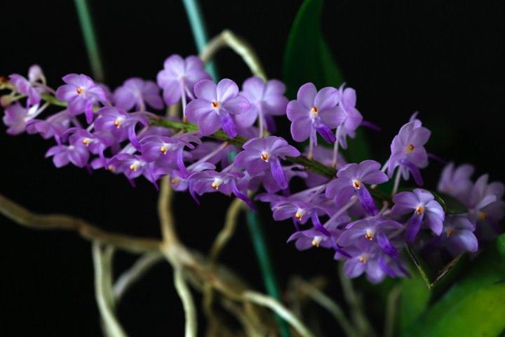 Vandachostylis Lilac Blossom 'Lucky'