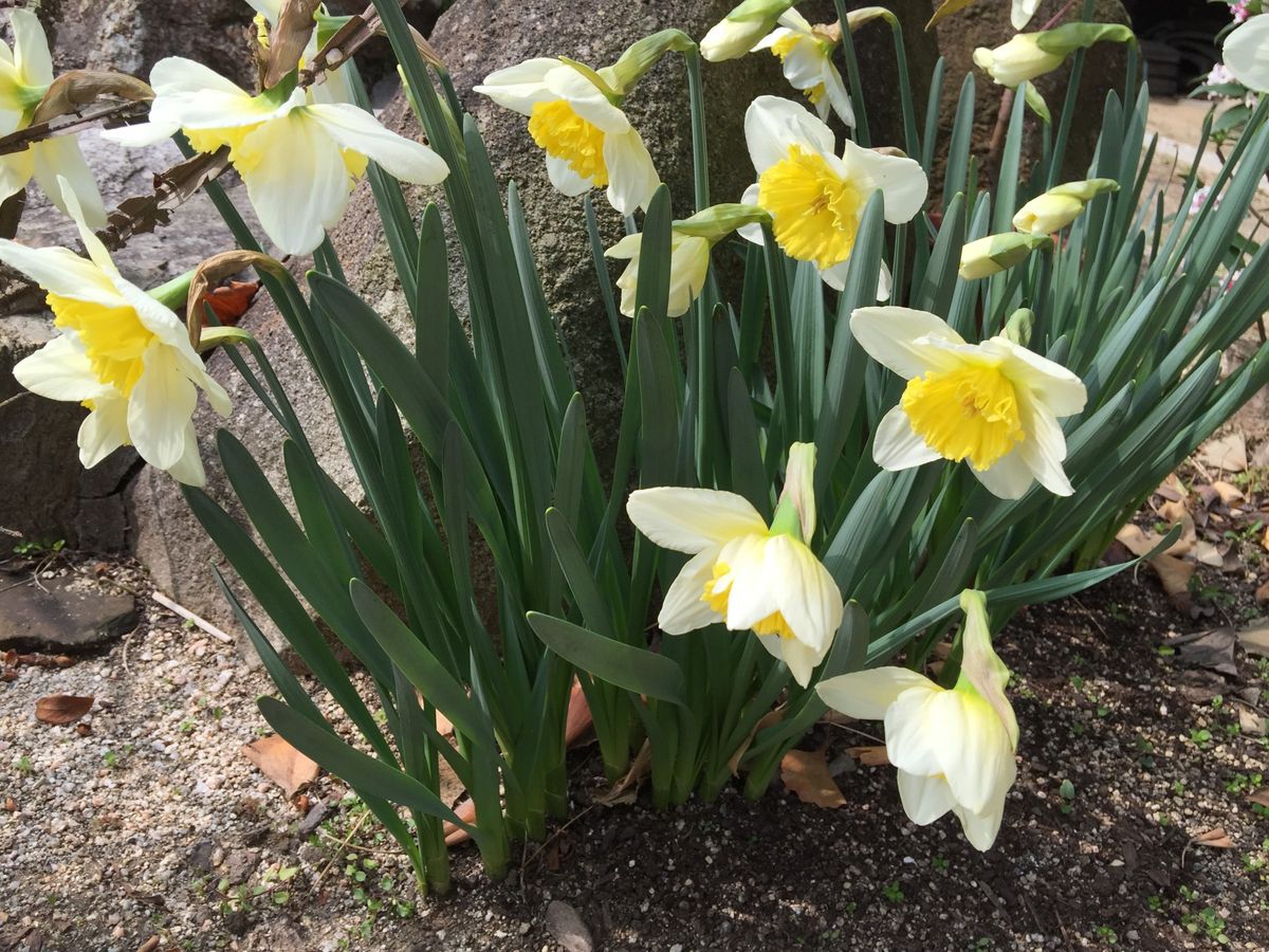 今日の花