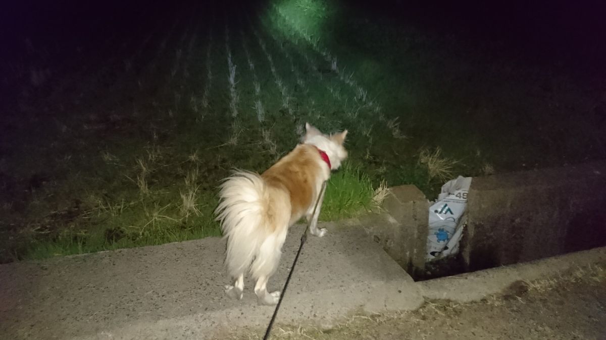 さくらの飼育日記