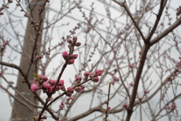 河津桜は