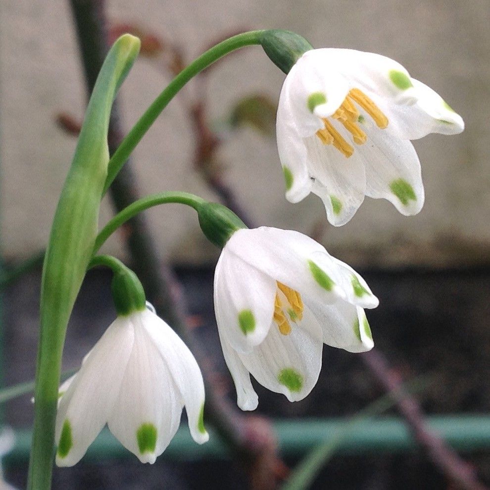 春を告げる花木と草花❗️