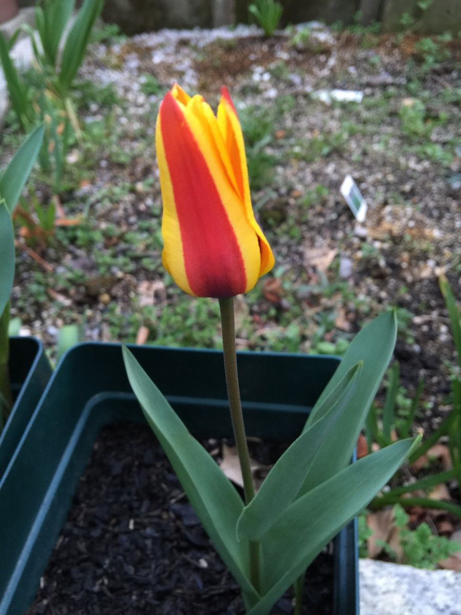 今日の花