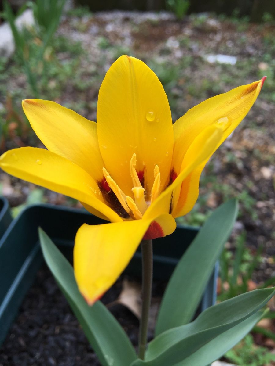 今日の花