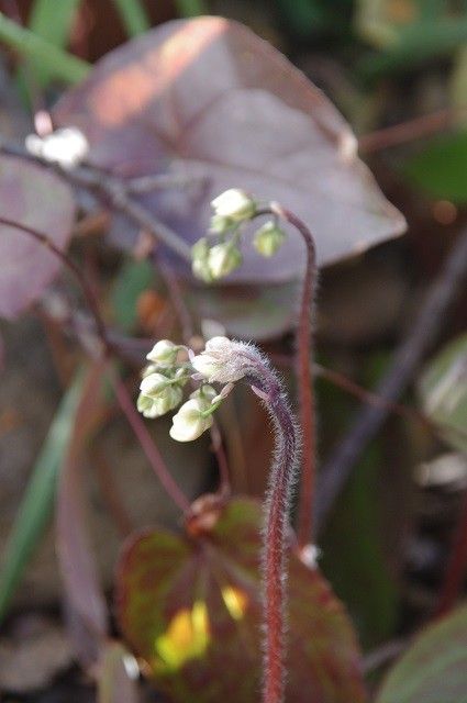 庭の山野草