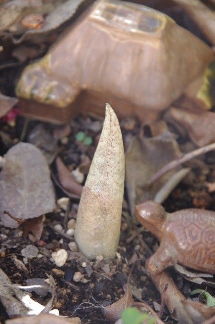 庭の山野草