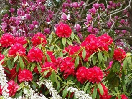 シャクナゲでお花見