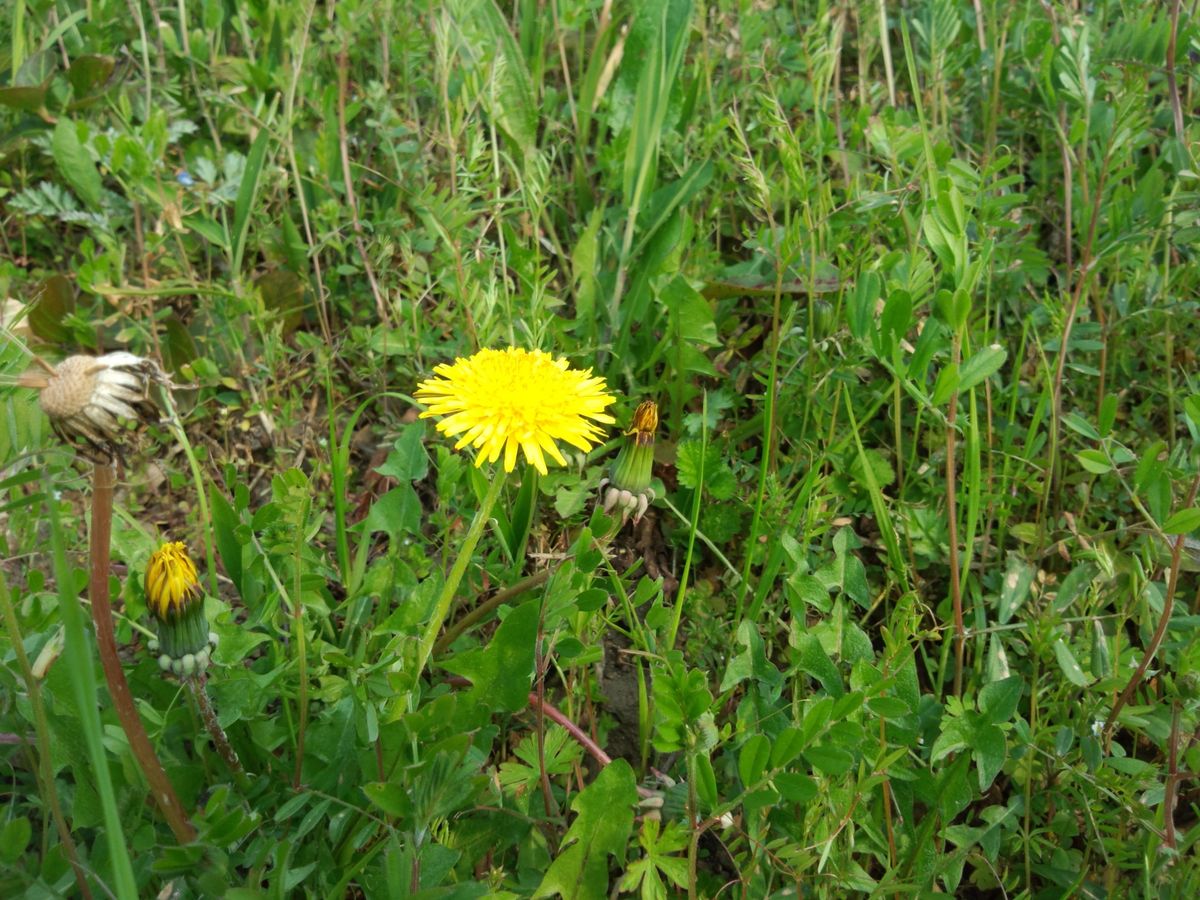 野の花