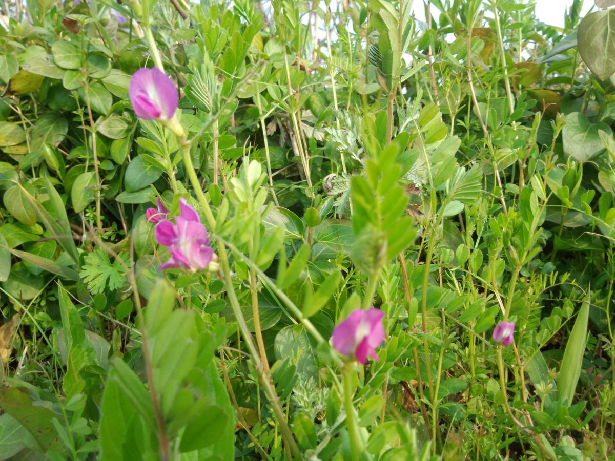 野の花