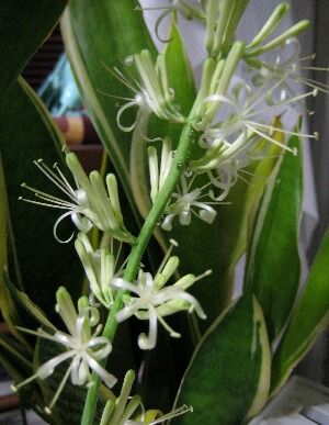 サンセベリアの花