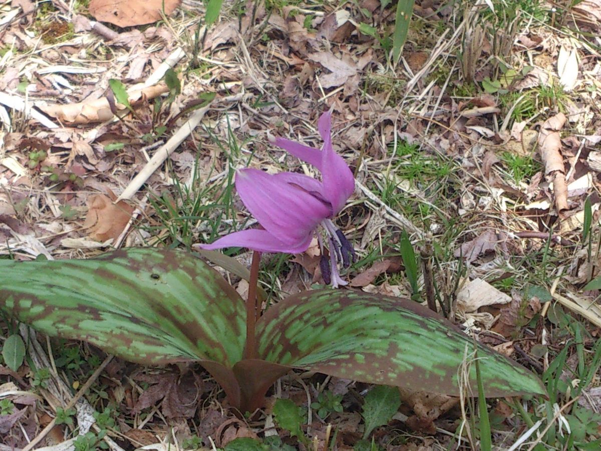 六甲高山植物園に行ってきました160409