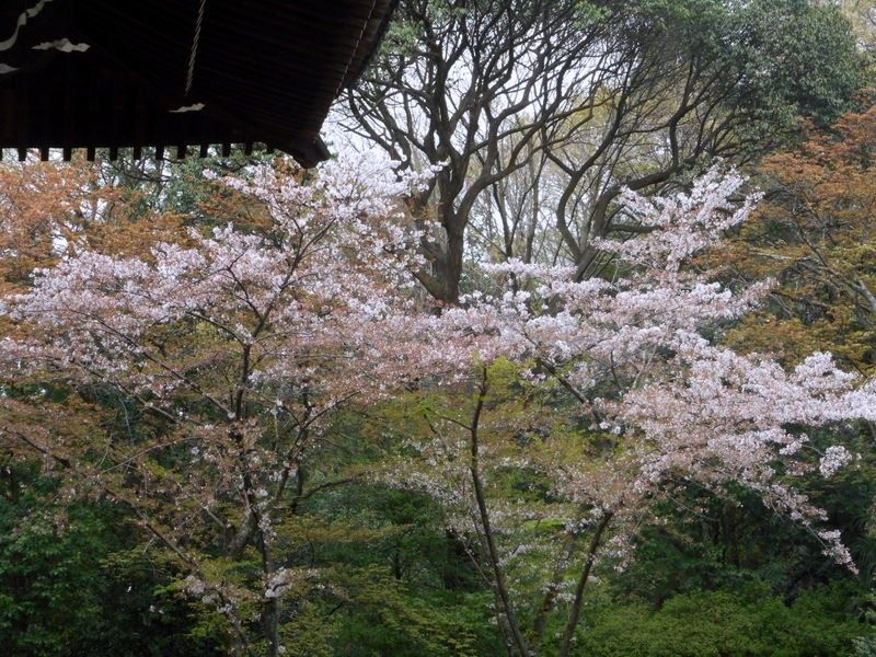 お花見オフ会に行ってきました🎶