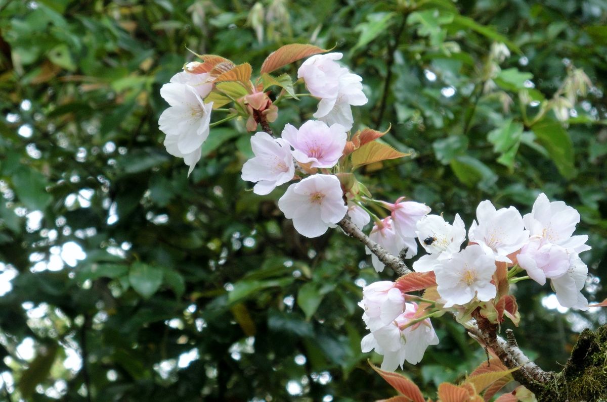 お花見オフ会 in 京都