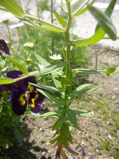 教えてくださいこの花の名前