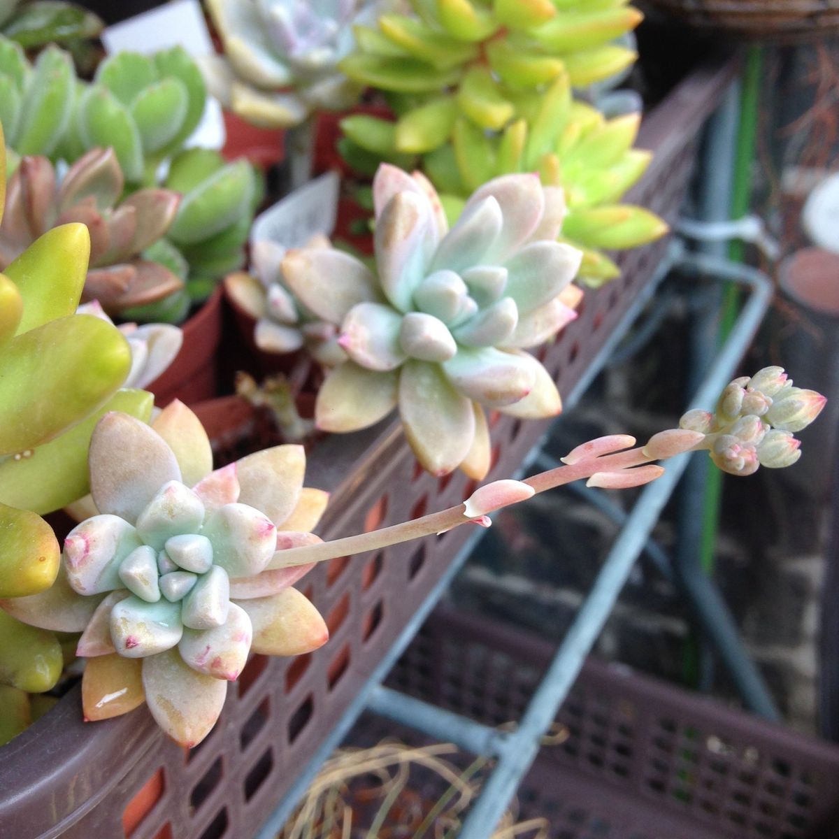 多肉植物の花芽 〜その後〜