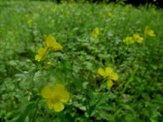 少し前の田圃の原風景