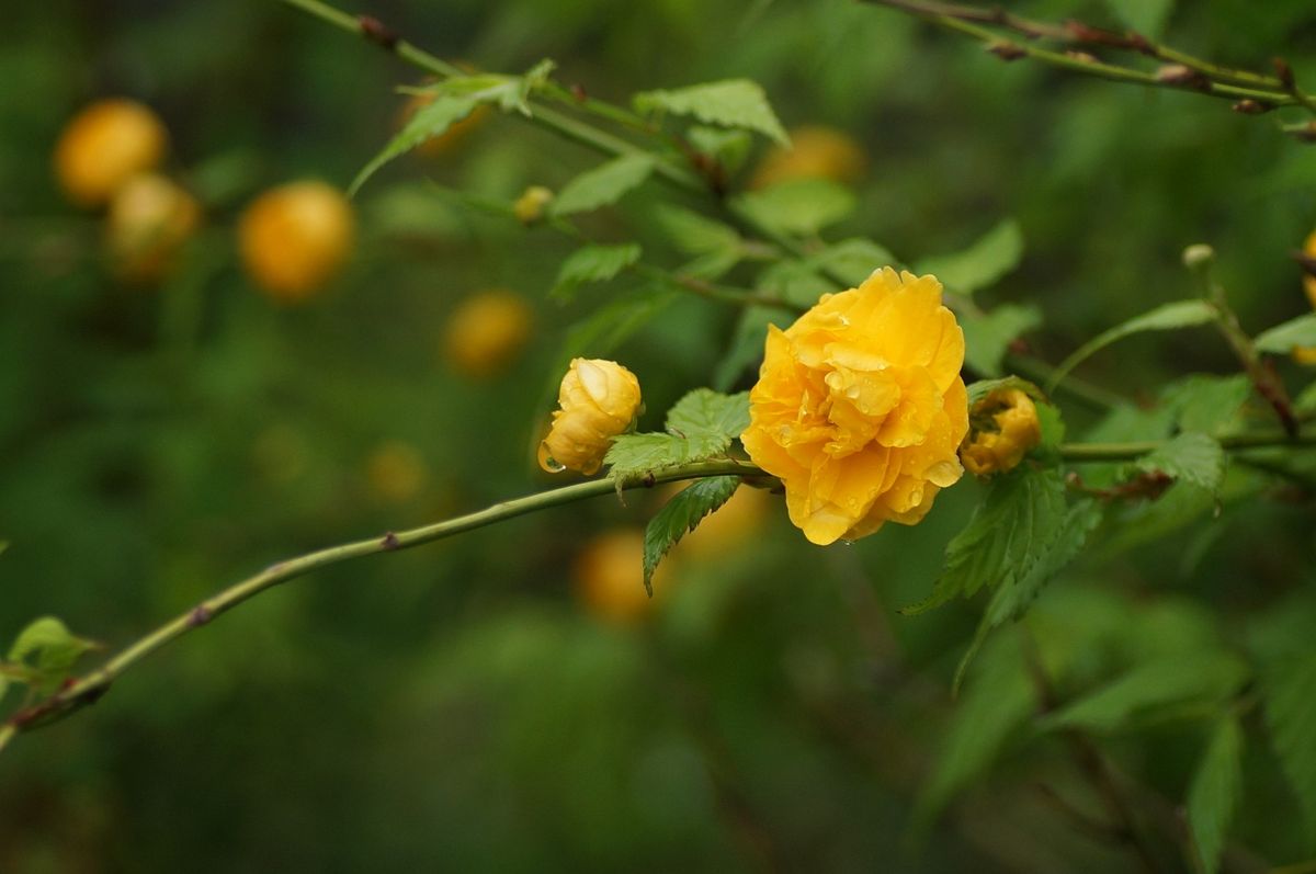 我が家の庭　（花木）