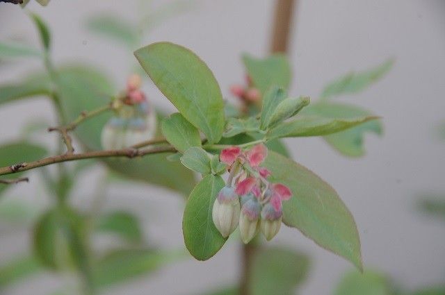 べりーな花たち