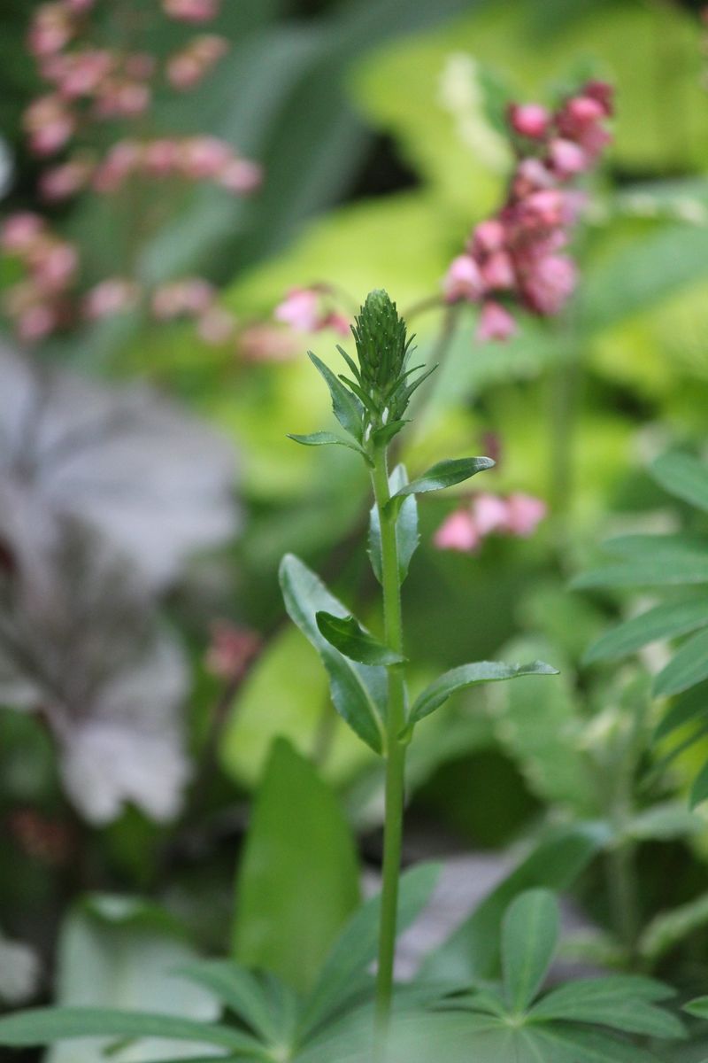 今年は家庭菜園も？？？