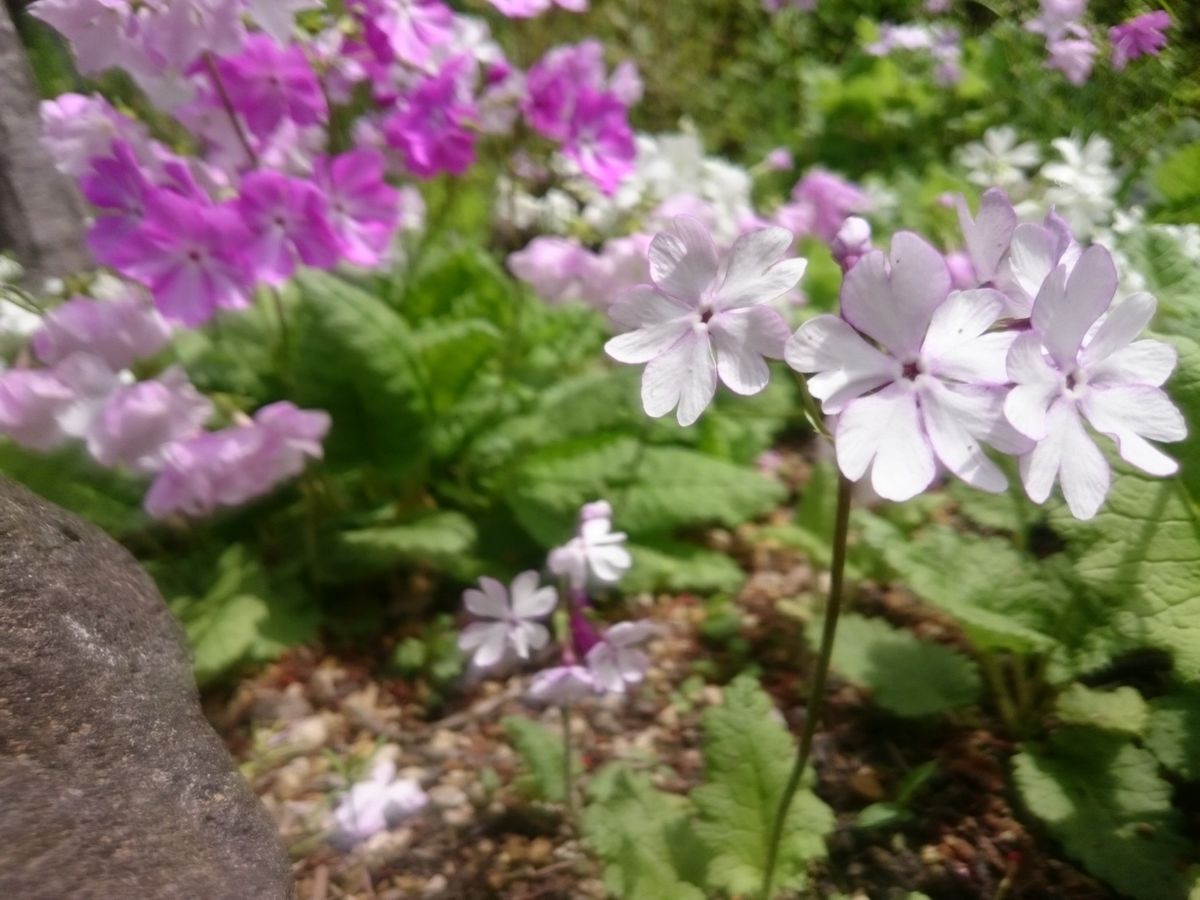 日本桜草の群れ②