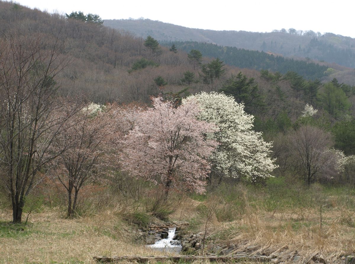 山散歩を再開