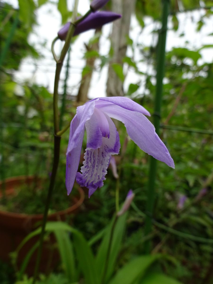 今日の初開花は・・・