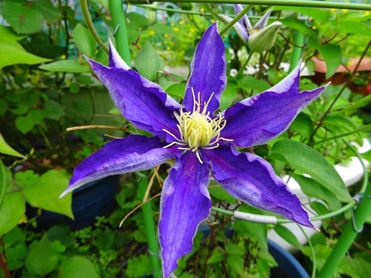 今日の初開花は・・・