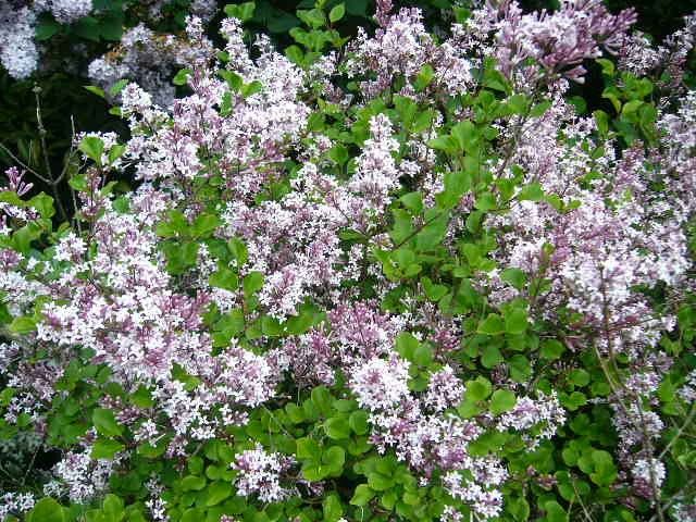 花が増えて来たよ。