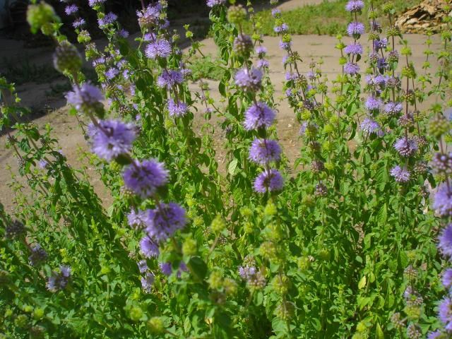 夾竹桃　ノコギリソウ　ぺ二－ロイヤルの花