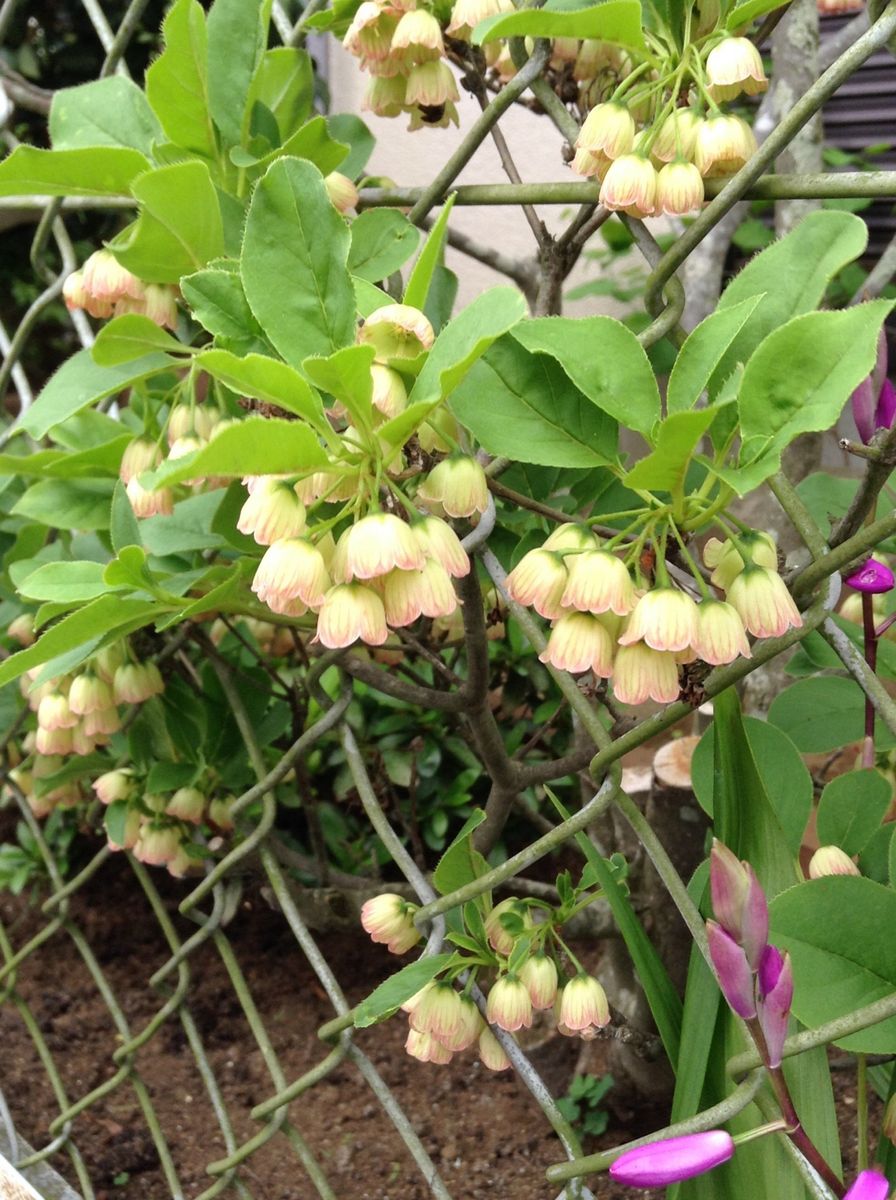 よそ様の花木が綺麗です！    ミカン！