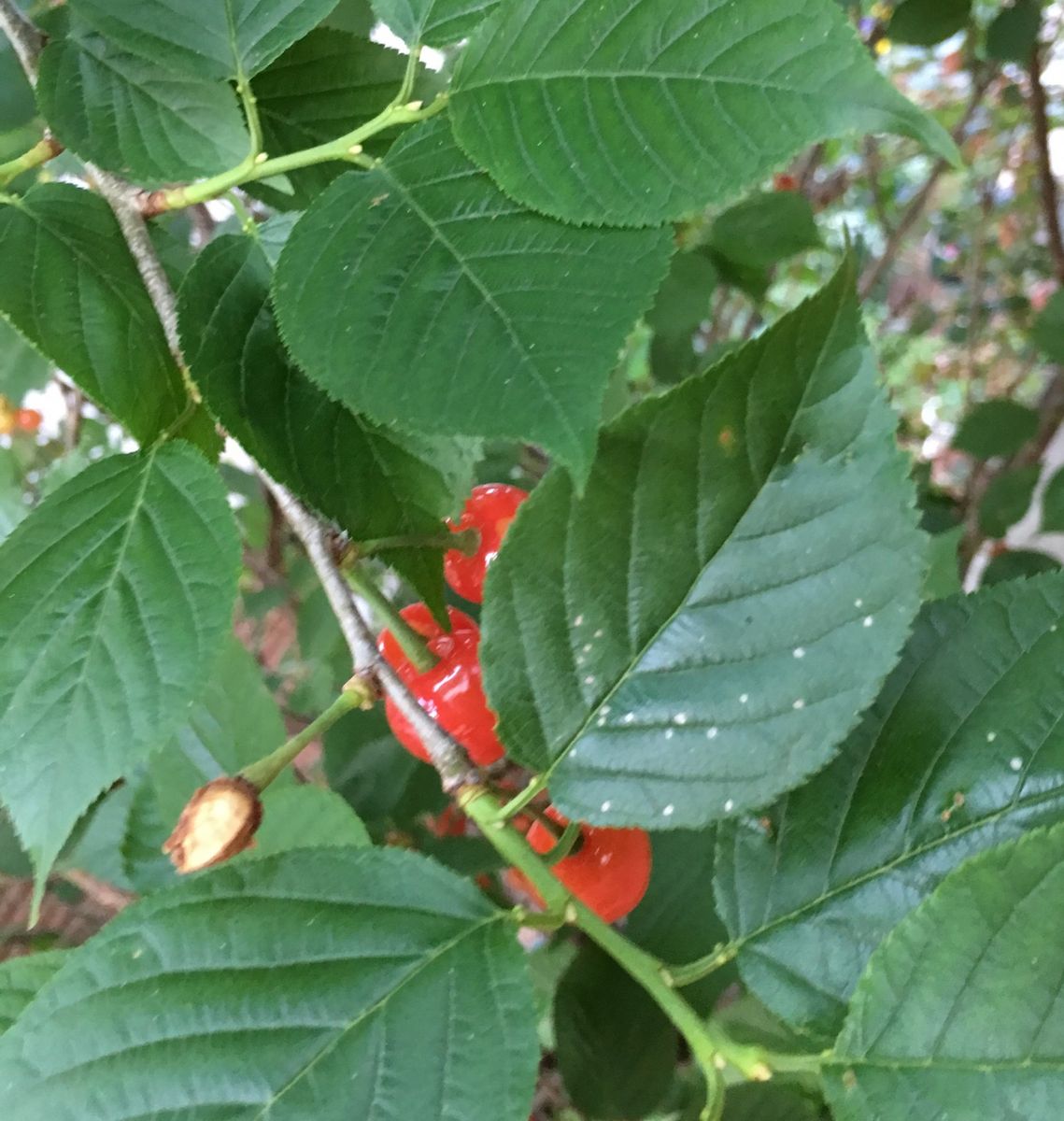 赤くなってきた桜桃🍒