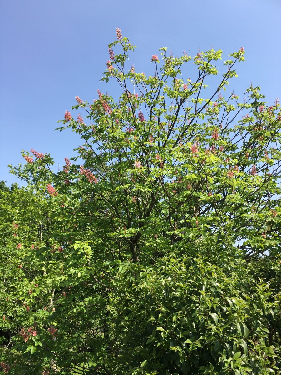 教えてください🌿