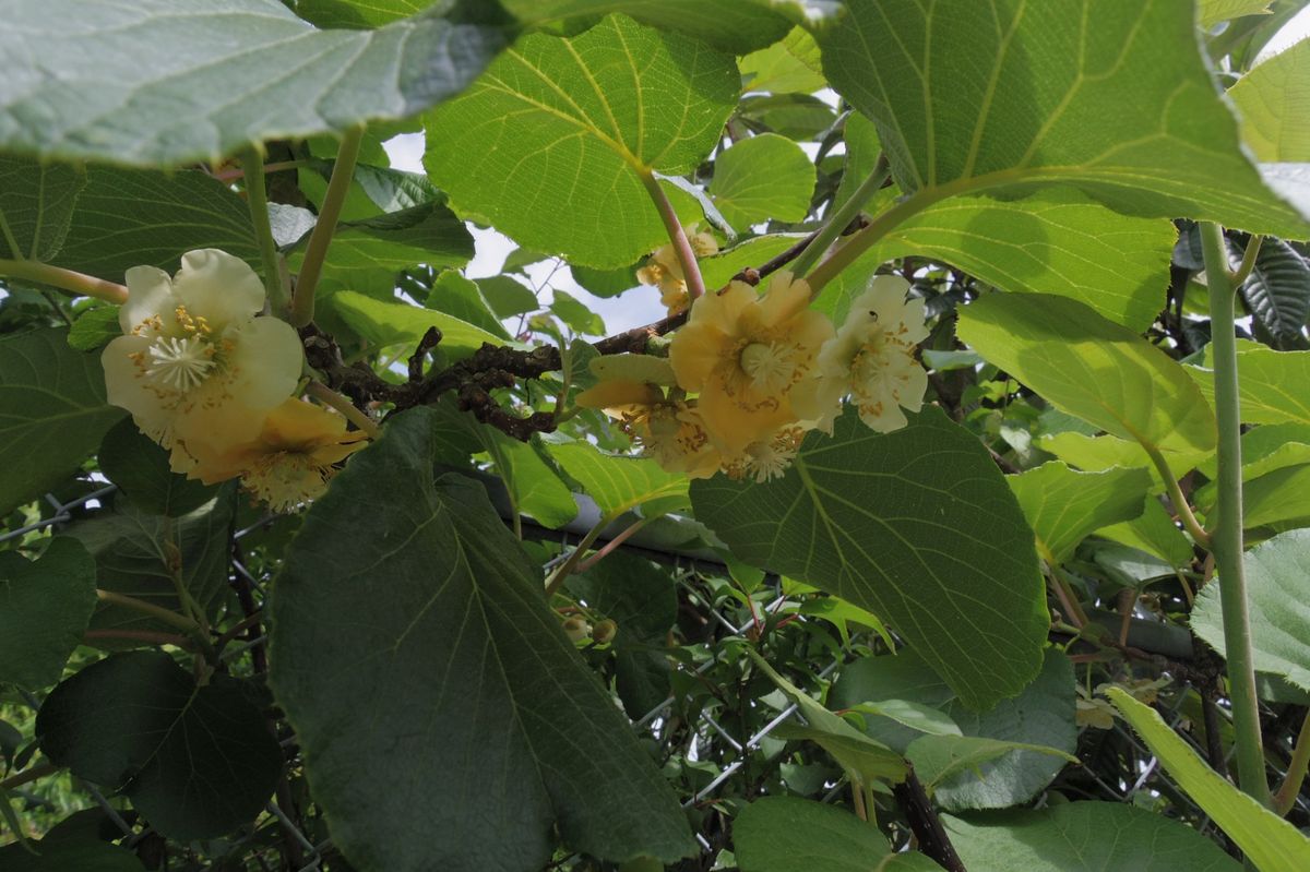 綺麗なキーウィの花