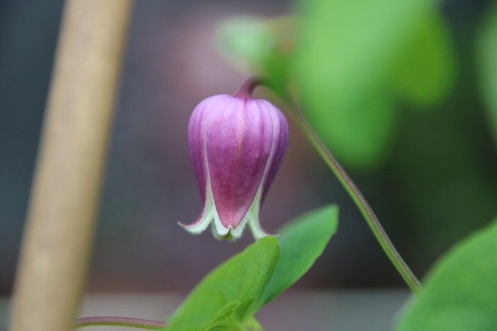 記念日にはお花を