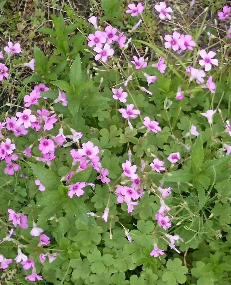 散歩中～の草花。