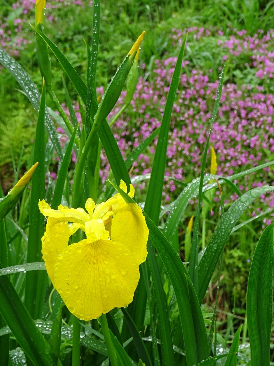 アサガオの発芽