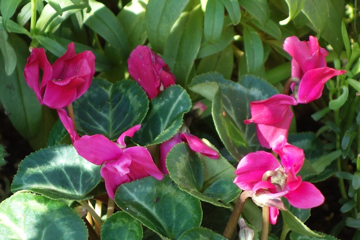 ハイビスカスの植え替え