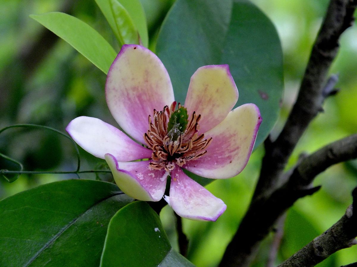 花が似ています