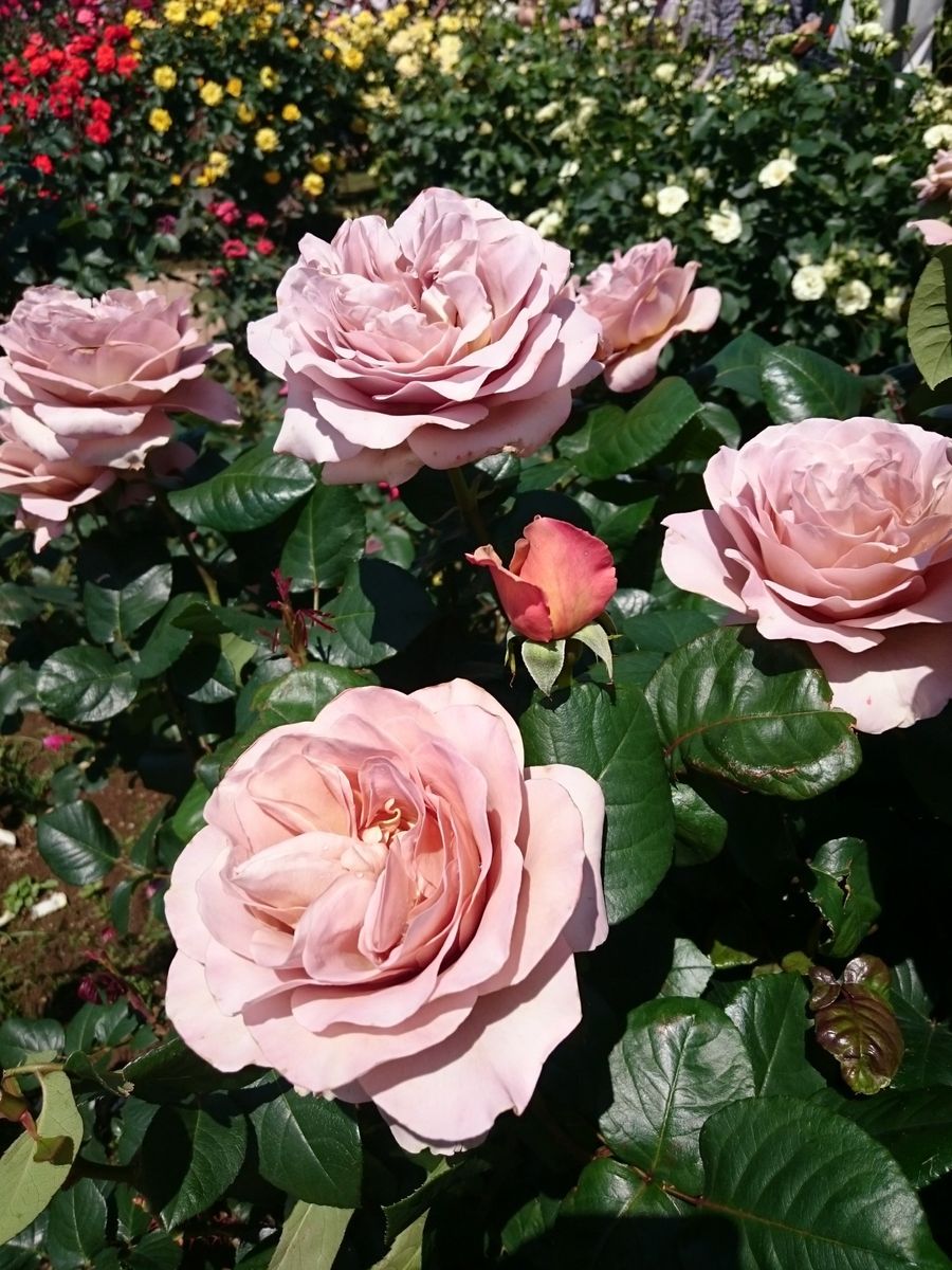 花菜ガーデンに行って来ました🌹