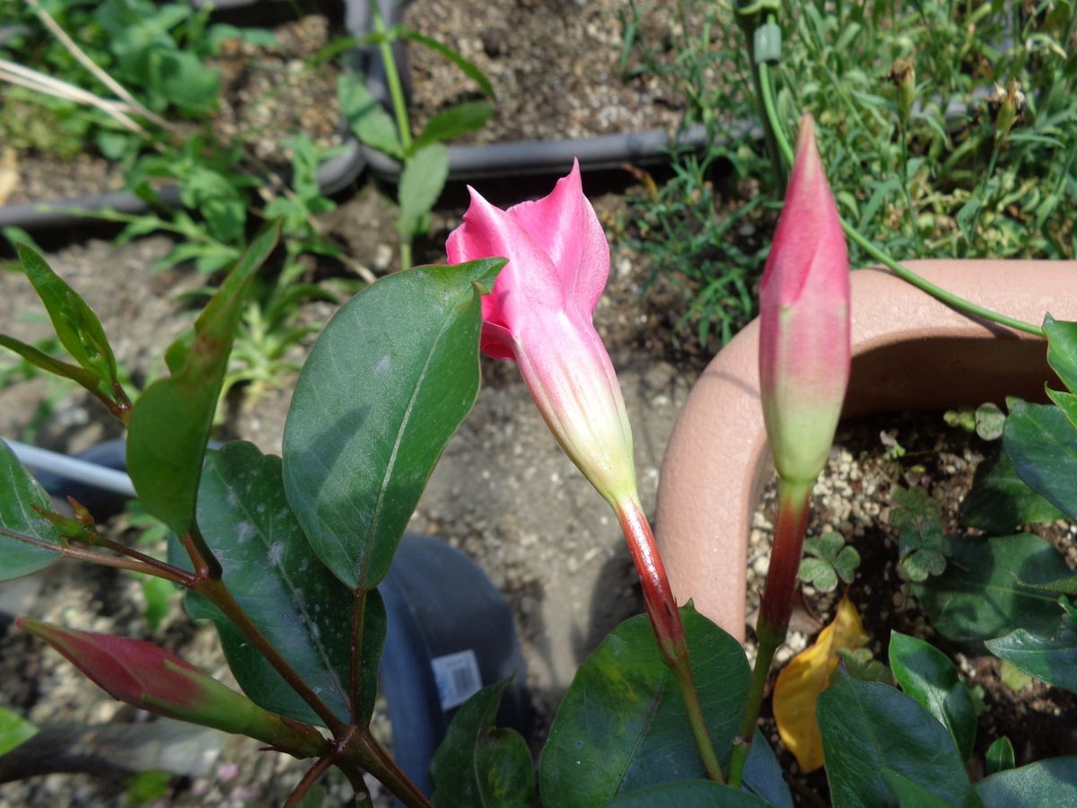 冬越し何とか成功の夏の花