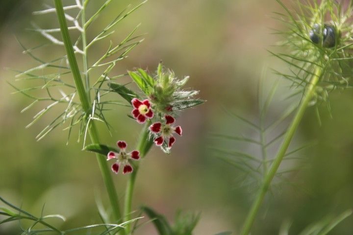 花盛り②