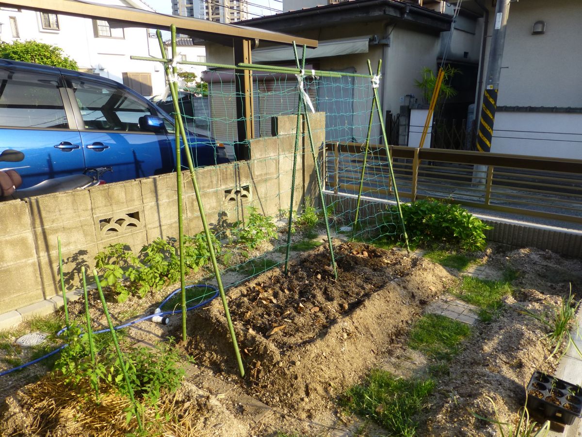 夏野菜苗の植え付け