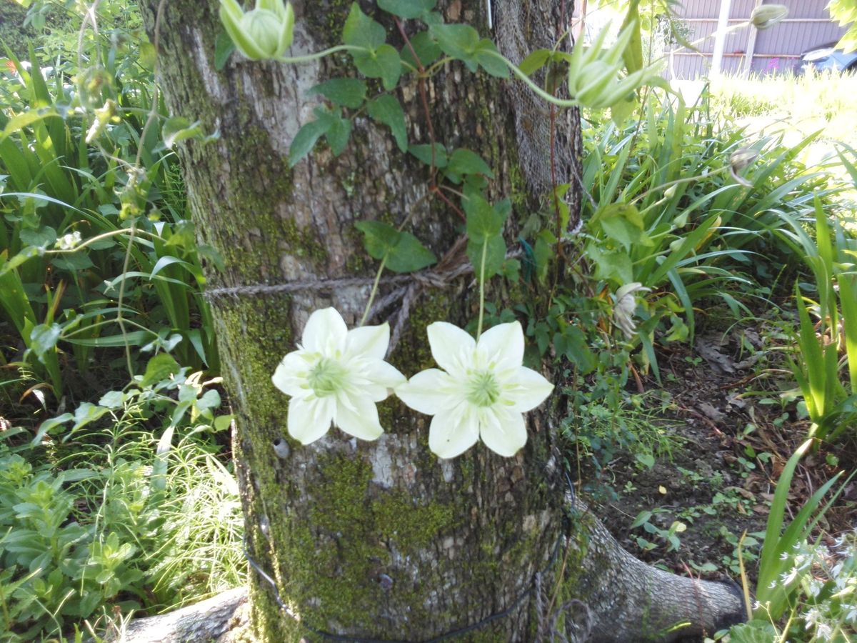 日差しの強い暑い日