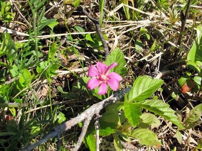 夏陽気の田舎の週末