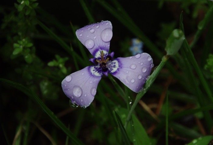 雨の庭より