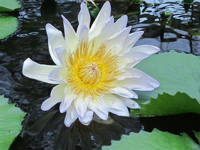 花鳥園（花編②）