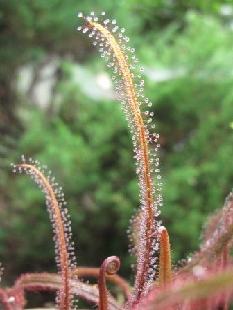 センノウと食虫植物