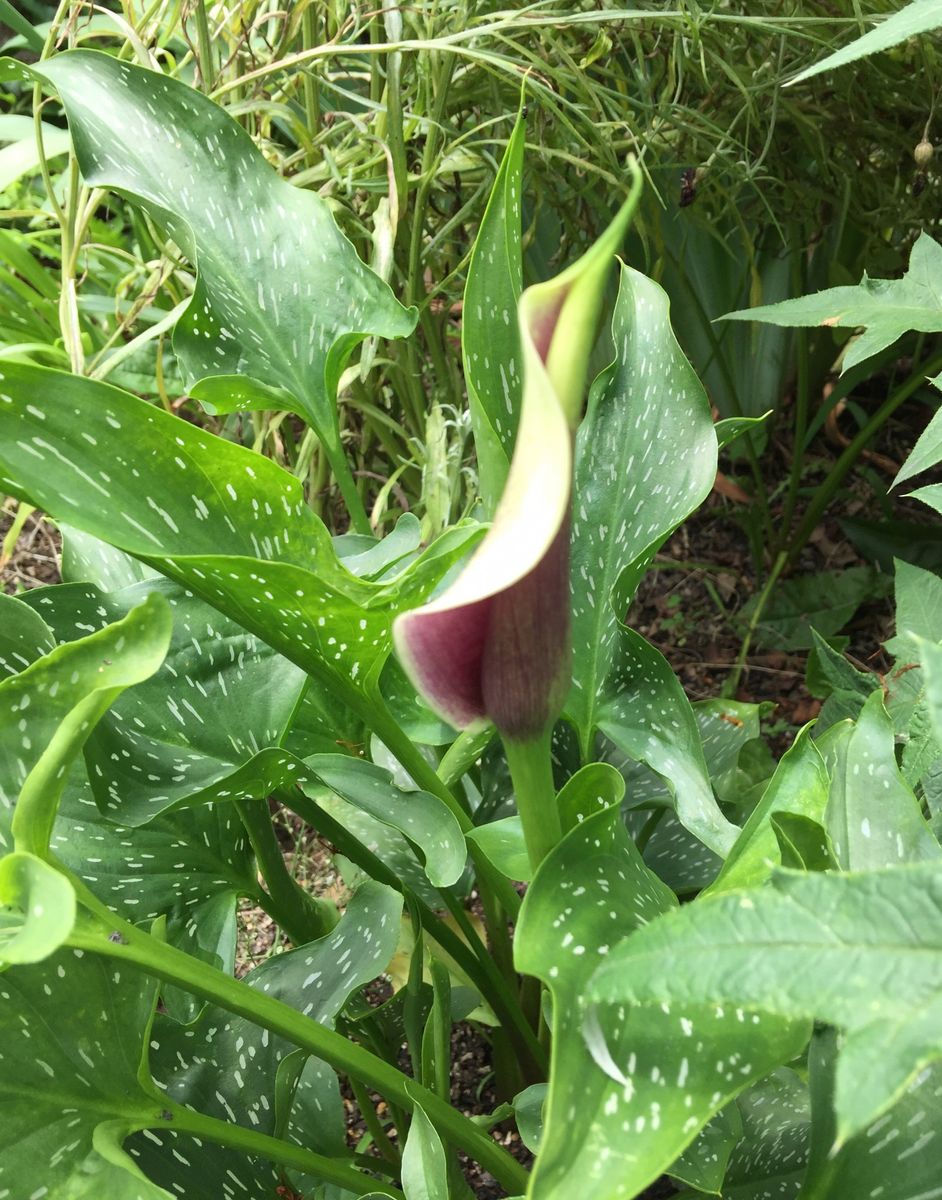 今日の花