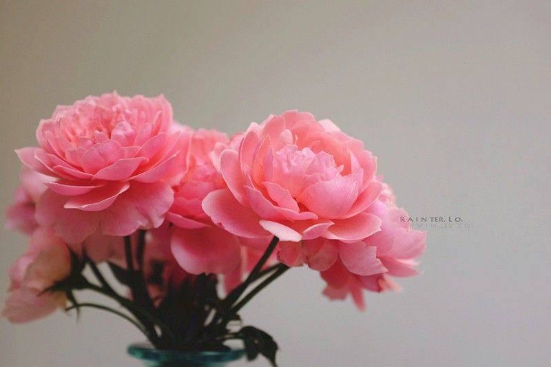 English Rose——The Alnwick Rose
