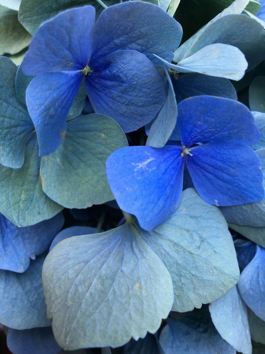 昨日の散歩で見たお花